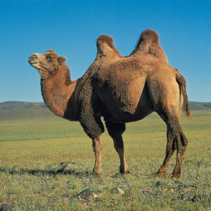 Bactrian-camel